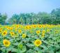 SIÊU DỰ ÁN BIỆT THỰ THE PHOENIX GARDEN - KHU ĐÔ THỊ ĐÁNG SỐNG NHẤT PHÍA TÂY HÀ NỘI, 0973764621 SIÊU DỰ ÁN BIỆT THỰ THE PHOENIX GARDEN - KHU ĐÔ THỊ ĐÁNG SỐNG NHẤT PHÍA TÂY HÀ NỘI, 0973764621